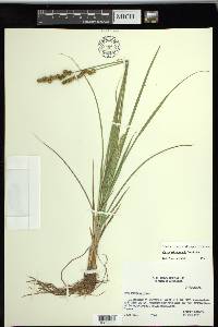 Carex triangularis image