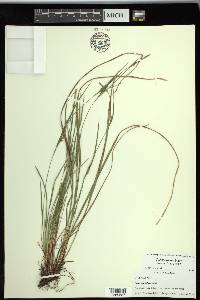 Carex thornei image