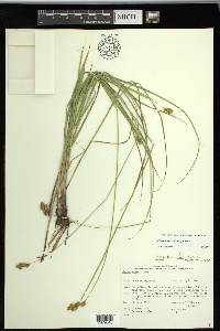 Carex tincta image