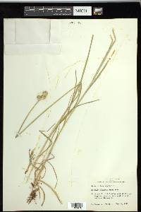 Carex tetrastachya image