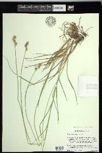 Carex tetrastachya image