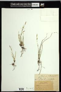 Carex tetanica image