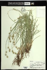 Carex tetrastachya image