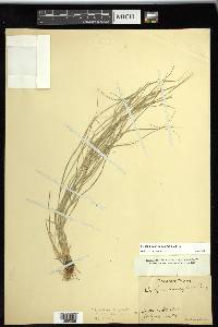 Carex sychnocephala image