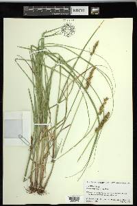 Carex triangularis image