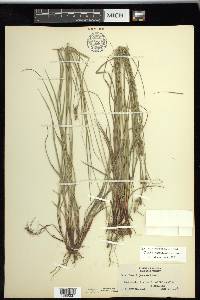 Carex swanii image