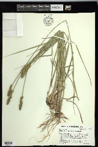 Carex triangularis image