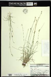 Carex texensis image