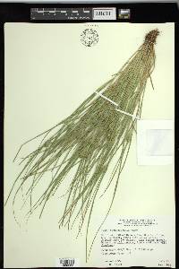 Carex sychnocephala image