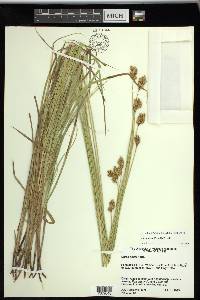 Carex tincta image