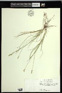 Carex texensis image