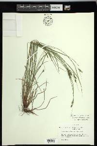 Carex swanii image