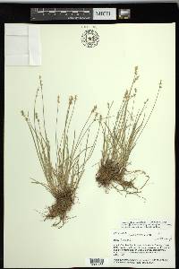 Carex texensis image