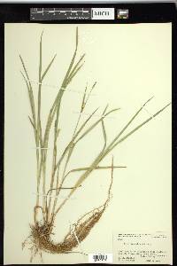 Carex tetanica image