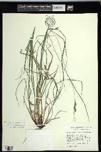 Carex swanii image