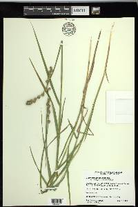 Carex tribuloides var. sangamonensis image