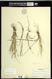 Carex tetanica image