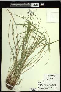 Carex thornei image