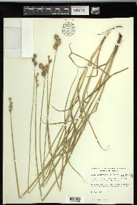 Carex tetrastachya image