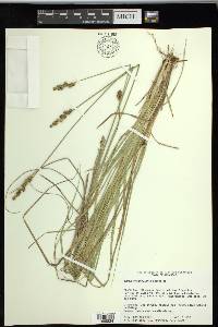 Carex triangularis image