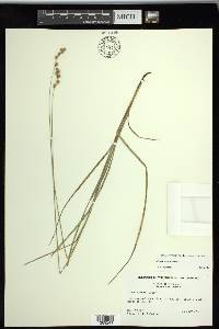 Carex tenera image