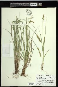 Carex triangularis image