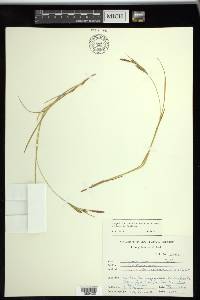 Carex tetanica image