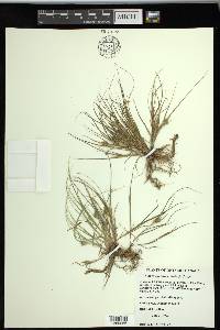 Carex sychnocephala image