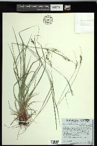 Carex swanii image