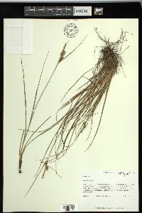 Carex tenax image