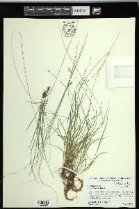 Carex texensis image