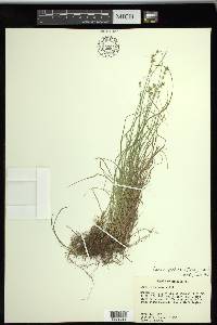 Carex texensis image