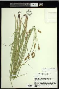 Carex tincta image