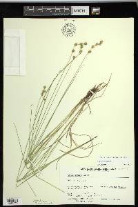 Carex tenera image