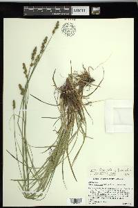 Carex triangularis image