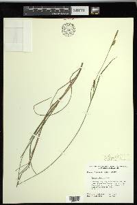 Carex tetanica image