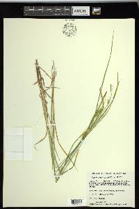 Carex tetanica image