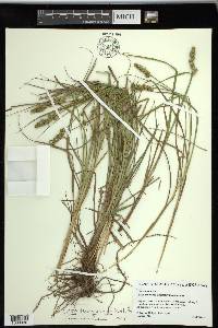 Carex triangularis image