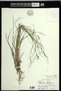 Carex swanii image