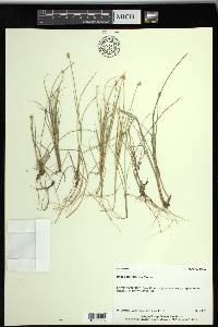 Carex tenuiflora image