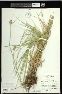 Carex tetrastachya image