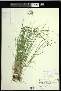 Carex tenera image