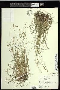 Carex texensis image