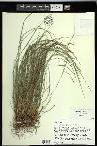 Carex thornei image