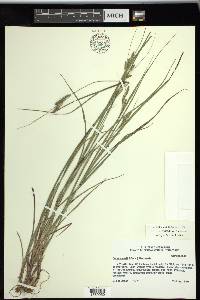 Carex swanii image