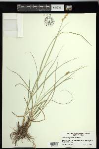 Carex triangularis image