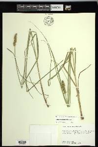 Carex triangularis image