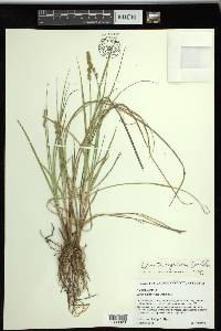 Carex triangularis image