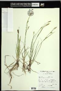 Carex tetanica image