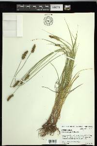 Carex triangularis image